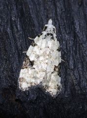 Condicinae