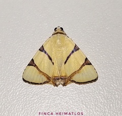 Eulepidotis affinis