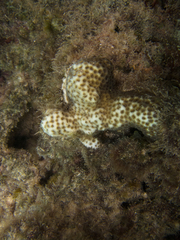 Leptastrea