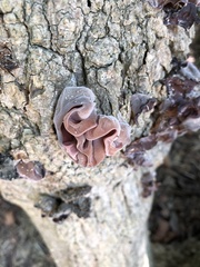 Auricularia