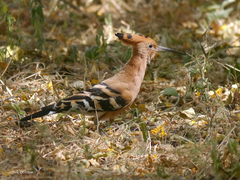 Upupa epops senegalensis