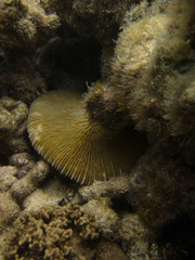 Fungia fungites