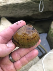 Ellipsaria lineolata