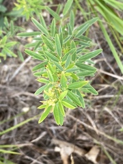 Lespedeza angustifolia