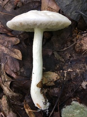 Leccinellum albellum