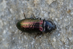 Selatosomus confluens