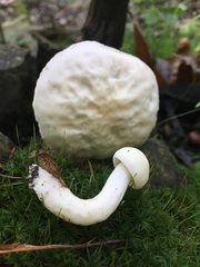 Leccinellum albellum