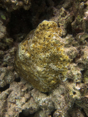 Acanthastrea echinata