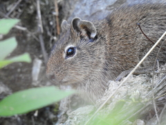 Cavia