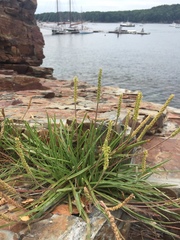 Plantago maritima juncoides