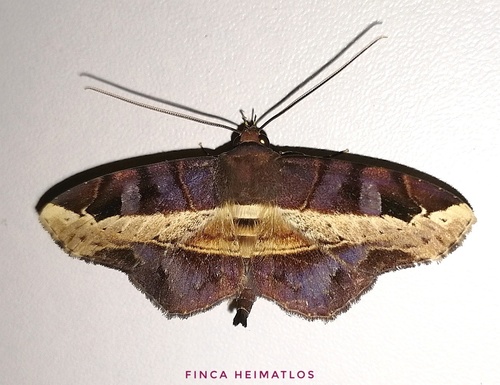Vogia mimica