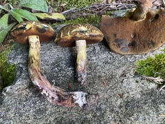 Boletus vermiculosus