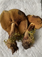 Boletus vermiculosus