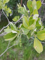 Salix lapponum