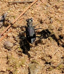 Cicindela punctulata punctulata