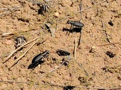 Cicindela punctulata punctulata