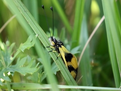 Libelloides macaronius