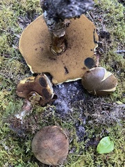Boletus vermiculosus