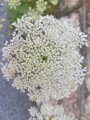 Daucus carota
