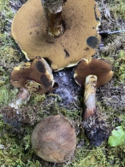Boletus vermiculosus