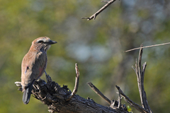 Coracias naevius mosambicus