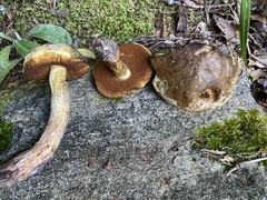 Boletus vermiculosus
