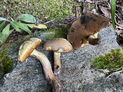 Boletus vermiculosus