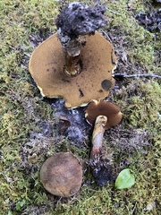 Boletus vermiculosus