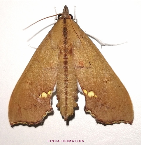 Liopasia andrealis