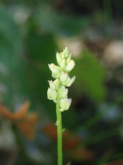 Polygala nuttallii