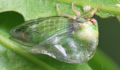 Smilia fasciata