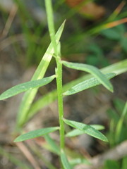 Polygala nuttallii
