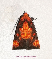 Melese nebulosa