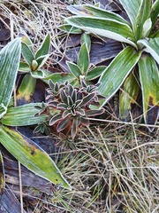 Gentianella impressinervia