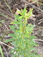 Lespedeza angustifolia