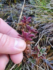 Gentianella impressinervia