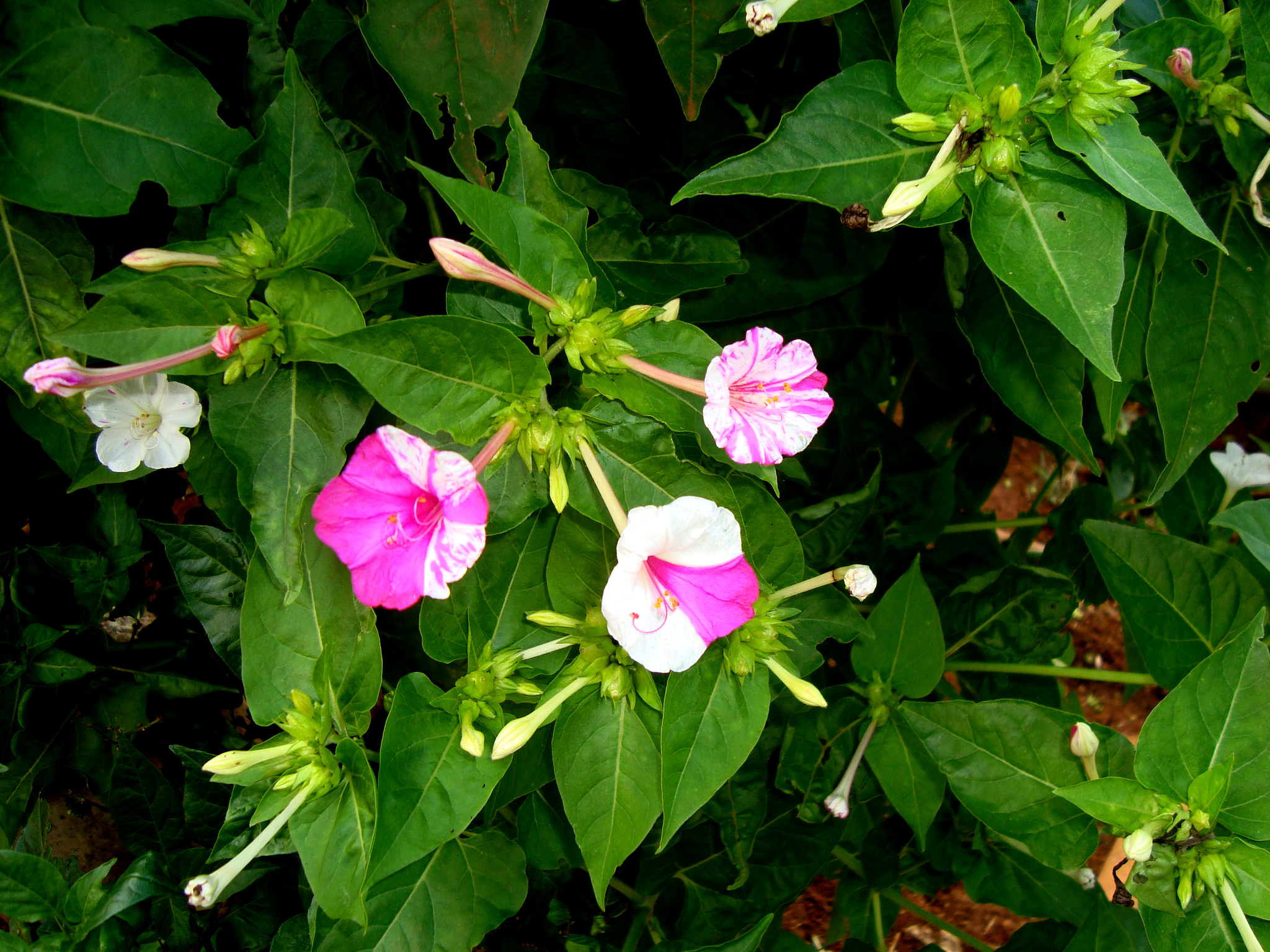 Mirabilis jalapa