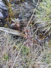 Gentianella impressinervia