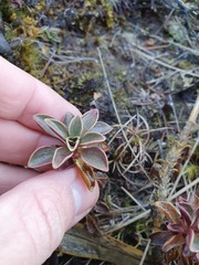 Gentianella impressinervia