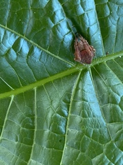 Eriophora edax