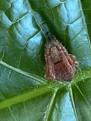 Eriophora edax