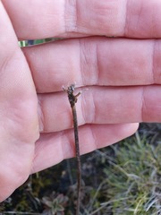 Gentianella impressinervia