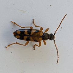 Xestoleptura