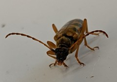 Xestoleptura