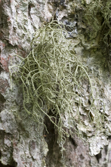 Usnea ceratina
