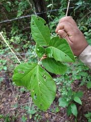 Bunchosia breedlovei