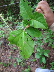Bunchosia breedlovei