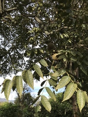 Juglans neotropica