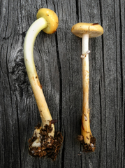 Protostropharia alcis