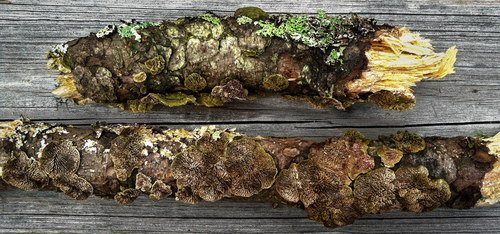 Representative image of Trichaptum laricinum